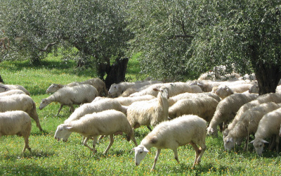 eccellenza del Pecorino Siciliano DOP