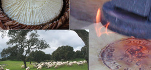 curiosita Pecorino Siciliano DOP