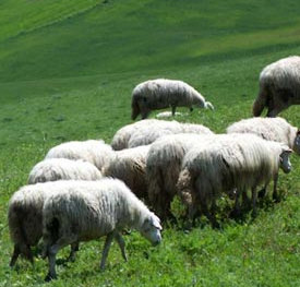 Pecorino Siciliano DOP pecore