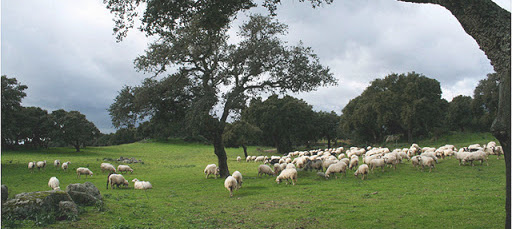 pecore Pecorino Siciliano DOP